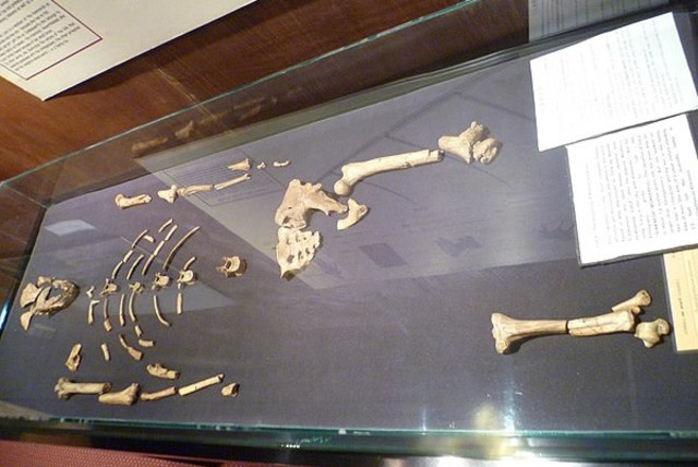  Lucy, a partially intact fossilized female Australopithecus Afarensis (credit: Wikimedia Commons)