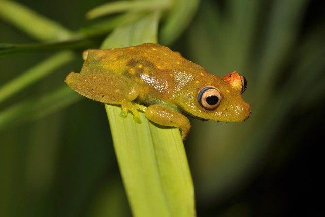  A frog sitting on a leaf (credit: Wikimedia Commons)