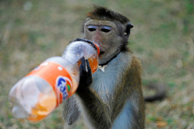 A performing monkey drinks a bottle of soft drink offered by a man on a road in Colombo, Sri Lanka July 15, 2016 (credit: DINUKA LIYANAWATTE/REUTERS)