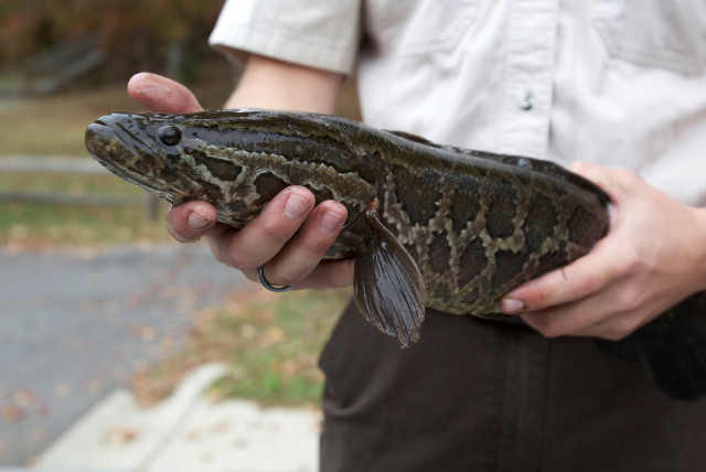  The Northern Snakehead, also known as a ''Frankenfish'' (credit: PIXNIO)
