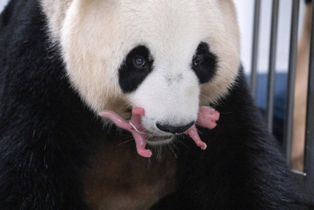  Giant Panda Ai Bao holds her baby panda with mouth after giving birth to twin at Everland amusement park in Yongin, South Korea, July 11, 2023. (credit: Samsung C&T/Yonhap via REUTERS)