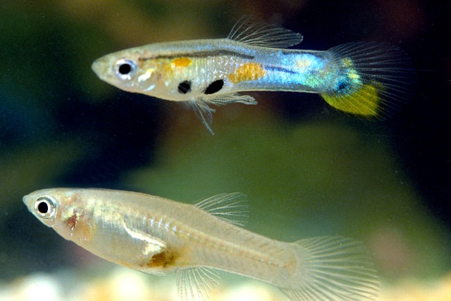  Illustrative image of Trinidadian guppy fish. (credit: Wikimedia Commons)