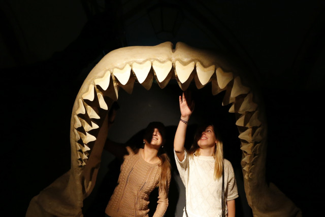 Women stand inside the jaws of a megalodon, an extinct species of the shark, as they visit the international exhibition titled ''Planet Shark: Predator or Prey'' at the Military-Historical Museum of Artillery, Engineer and Signal Corps in St. Petersburg, October 31, 2013. The exhibition includes colle (credit: REUTERS/ALEXANDER DEMIANCHUK)