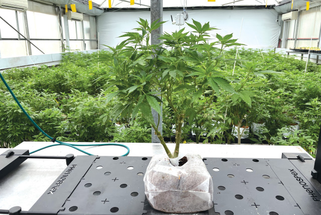  CANONIC PUTS its plants through rigorous testing, ensuring the best product for their patients (credit: Troy O. Fritzhand)