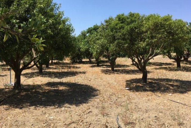 A conventional citrus orchard in Cyprus. (credit: Penelope Fialas)