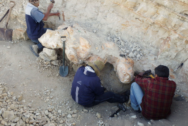  Scientists excavate a vertebra fossil of Perucetus colossus, a huge early whale that lived about 38-40 million years ago (credit: REUTERS)