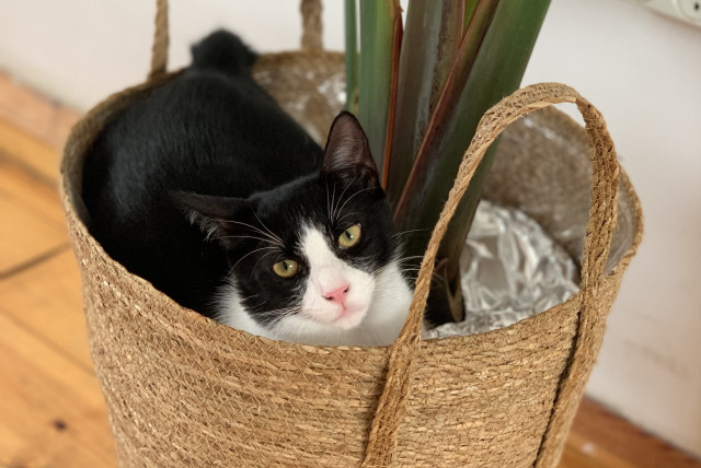 Samuel the cat chills out in a plant in his adoptive home. (photo credit: NOEMI SZAKACS)