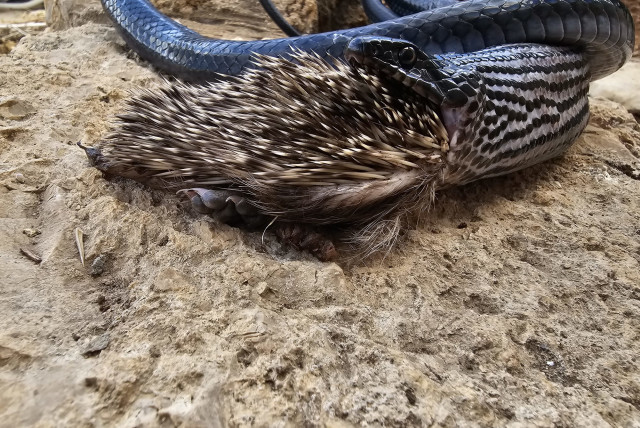 A snake and porcupine both die after the snake's failed attempt to eat the porcupine. (credit: AVIAD BAR/PARKS AND NATURE AUTHORITY)