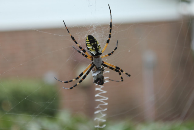  A banana spider. (credit: Wikimedia Commons)