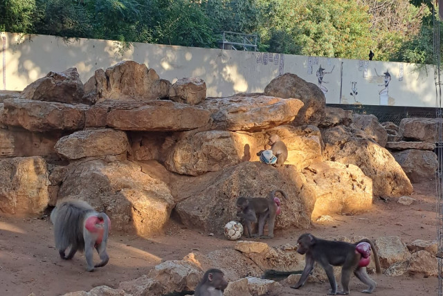  Animals at Ramat Gan safari enjoy a game of soccer (credit: Courtesy)