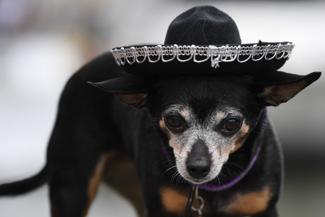A Chihuahua dog wears a sombrero hat before participating in the 'Running of the Chihuahuas' dog race as part of Cinco de Mayo celebrations in Washington, U.S., May 4, 2019. (credit: CLODAGH KILCOYNE/REUTERS)