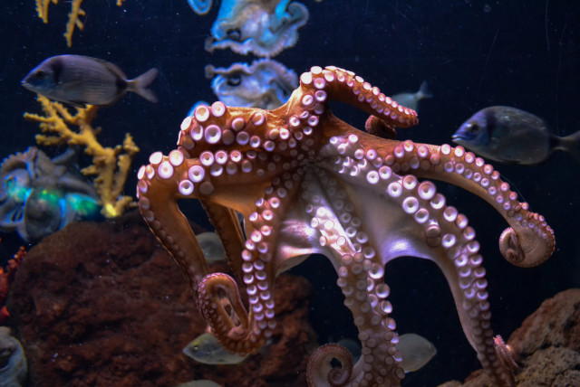  The suction cups on an octopus' arms are visible as it floats in blue water. (credit: PXFUEL)
