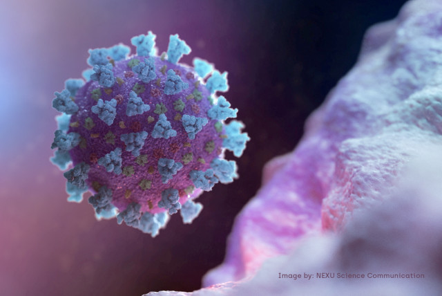  A computer image created by Nexu Science Communication together with Trinity College in Dublin, shows a model structurally representative of a betacoronavirus which is the type of virus linked to COVID-19, better known as the coronavirus linked to the Wuhan outbreak (credit: NEXU SCIENCE COMMUNICATION/VIA REUTERS)