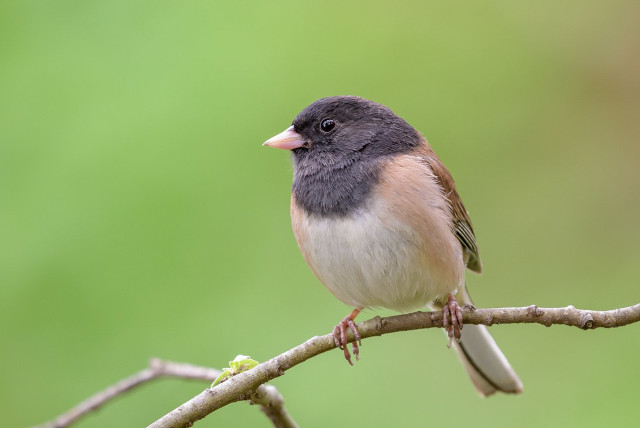Urban Birds Response to Humans: A Post-Pandemic Study
