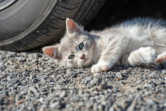 Dreaming about their next adventure: A cat lies next to a car (illustrative) (credit: INGIMAGE)