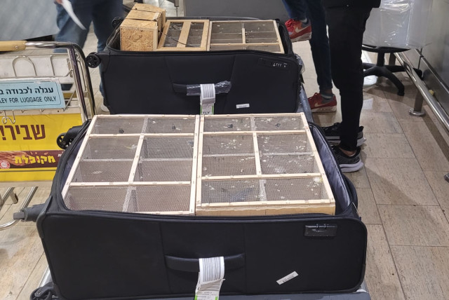  The bird cages in the suspect's suitcase. (credit: ISRAEL TAX AUTHORITY SPOKESPERSON)