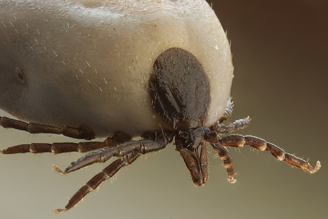  A close-up photo of a tick. (credit: Wikimedia Commons)
