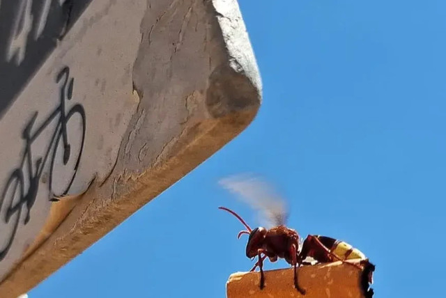  A wasp is seen carrying a cigarette butt in the Ramon crater. (credit: Oded Shikler via Walla)