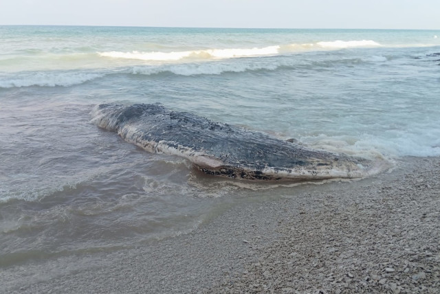 The body of a washed up whale found north of the Sharon Coast Reserve. (credit: NATURE AND PARKS AUTHORITY)