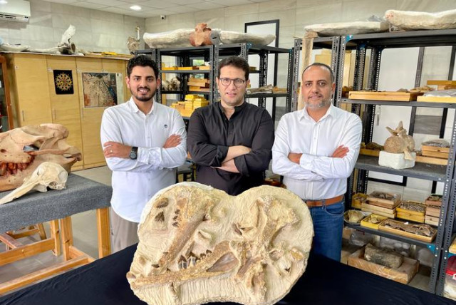  The Egyptian paleontologists Abdullah Gohar, Mohamed Sameh, and Hesham Sallam (from left) next to the holotype fossils of the newly identified basilosaurid whale, Tutcetus rayanensis, at Mansoura University Vertebrate Paleontology Center. (credit: Hesham Sallam - Mansoura University Vertebrate Paleontology Center)