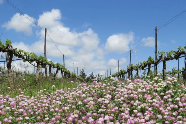  A VINEYARD blooming with wild flowers of the Galilee. (photo credit: GALIL MOUNTAIN WINERY)