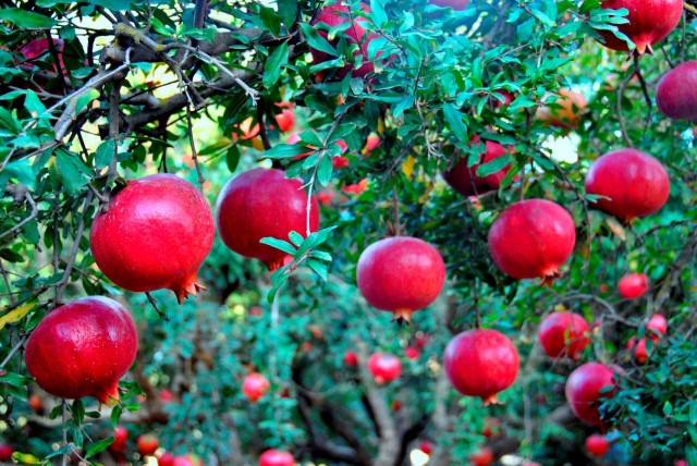  Pomegranates in the orchard at Yesod HaMaale (credit: Rivka Mizrahi)