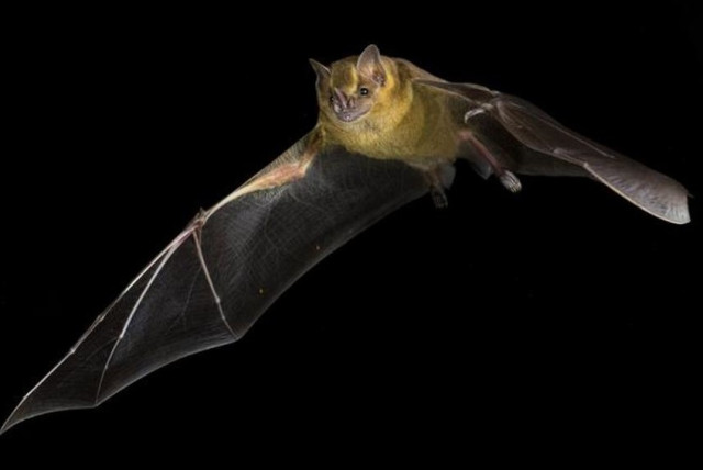  Artibeus jamaicensis, the Jamaican fruit bat  (photo credit: Brock and Sherri Fenton/Genome Biology and Evolution)