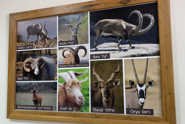  Poster showing different animals whose horns are used for shofars, Kol Shofar, Moshav Ramat Yoav, Israel. (credit: Aaron Poris/The Media Line)