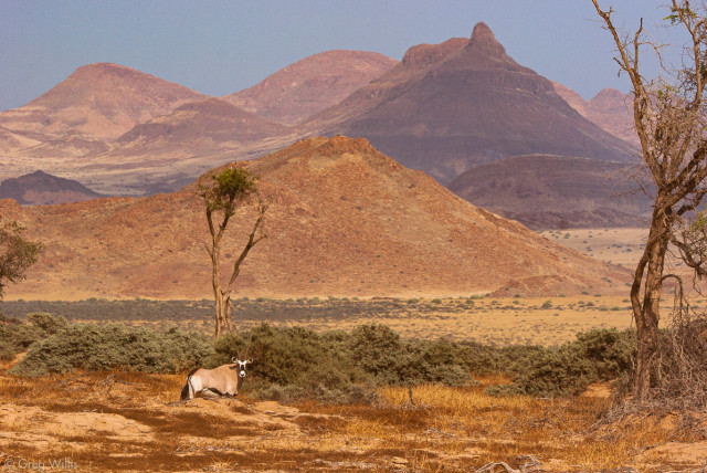  An oryx at Damaraland Wilderness Camp in Namibia.  (credit: Greg Willis)