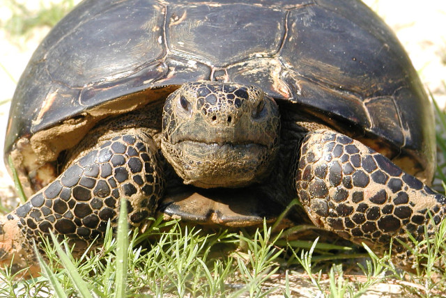  An adult gopher tortoise. (credit: FLICKR)