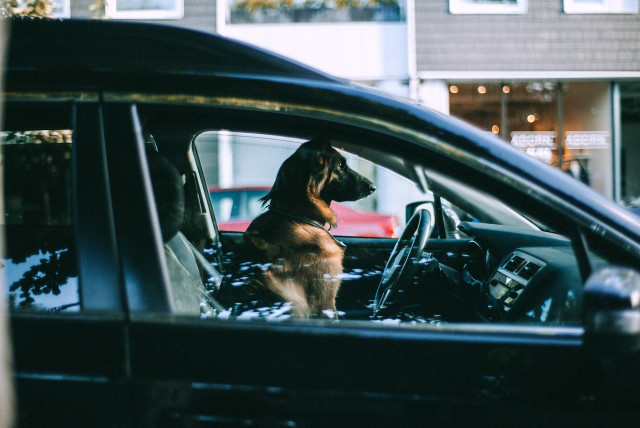  A dog sitting behind the wheel of a car. (Illustrative) (credit: PEXELS)