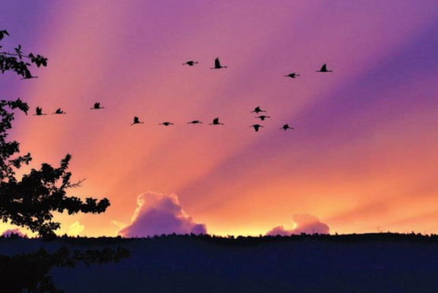  Glossy ibises flying over the Hula Valley at sunset. (credit: JULIAN ALPER)