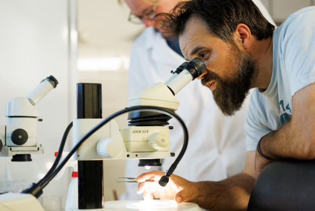 Tadhg O'Corcora, 38, a marine scientist for GEOMAR, uses a microscope to look at samples at the GEOMAR Helmholtz Centre for Ocean Research, in Kiel, Germany, June 20, 2023 (credit: REUTERS/LISI NIESNER)