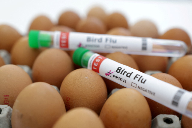  Test tubes labelled ''Bird Flu'' and eggs are seen in this picture illustration, January 14, 2023. (credit: REUTERS/DADO RUVIC/ILLUSTRATION)