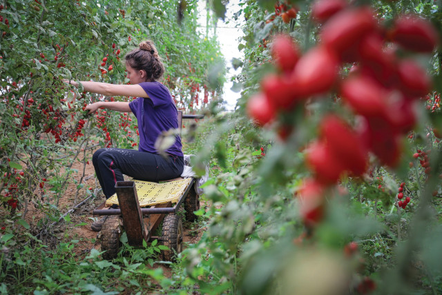  A volunteer harvests cherry tomatoes in the southern Moshav Ein HaBesor, Nov. 11. (credit: FLASH90)