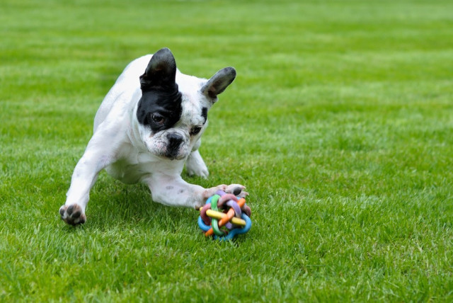  A dog playing with a toy in the grass. (credit: PICRYL)
