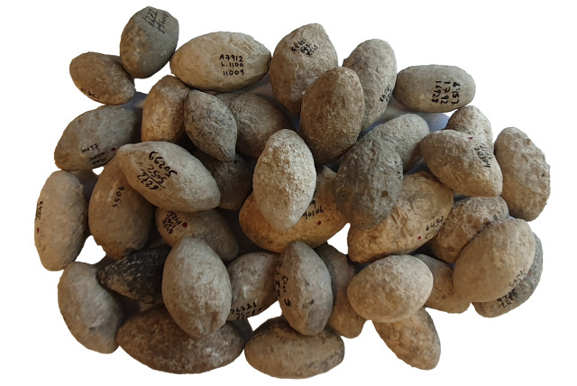  Slingstones from ‘En Zippori (credit: Gil Haklay/Israel Antiquities Authority)
