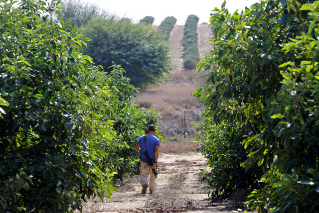 An Israeli volunteer walks with a weapon as he helps farmers from Kibbutz Beeri, Israel, to pick avocados from their land as part of an initiative to help farmers from Kibbutzes in Israel near the border with Gaza to pick the crops after the October 7 deadly attack by Hamas gunmen from Gaza in the K (credit: Alexander Ermochenko/Reuters)