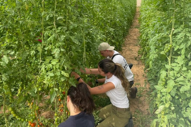  The IDF and volunteers work to harvest cherry tomatoes  (credit: IDF SPOKESPERSON'S UNIT)