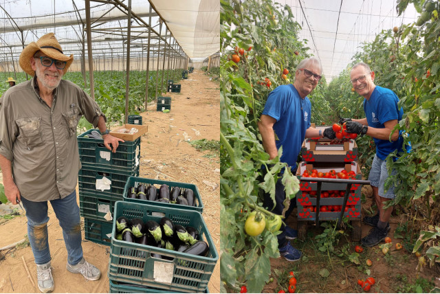  (Left) Leket Israel volunteers harvest tomatoes. (Right) Leket Israel volunteer in Israel's Gaza border region. (credit: COURTESY LEKET ISRAEL)