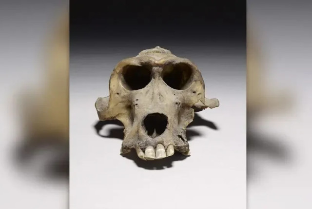  Ancient DNA from a single baboon was used in the study (credit: according to Article 27 A of the Copyright Law, Trustees of the british museun/ Creative Common)
