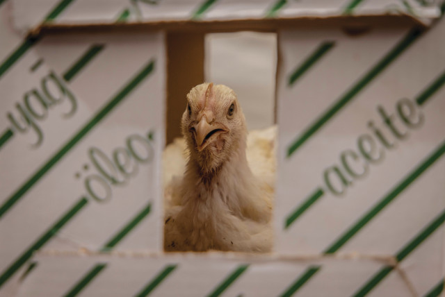  DON’T BE too chicken to be committed.  (credit: Chaim Goldberg/Flash90)