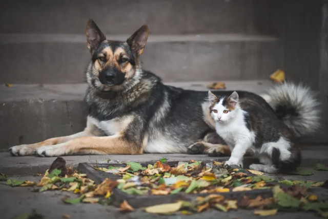 Cold dogs and cats - this is how we will help our pets get through the winter easily (credit: INGIMAGE)