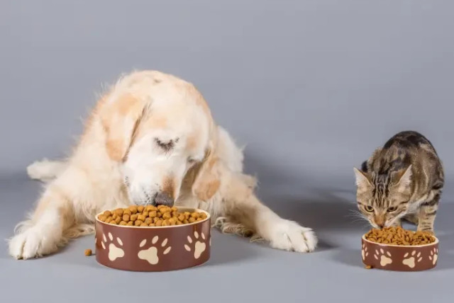  Excessive eating in dogs and cats (credit: INGIMAGE)
