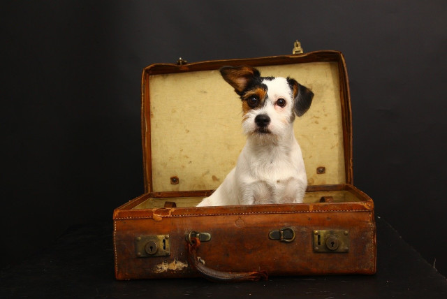  Dog on vacation (credit: Pixabay/WoodlandsGal51)