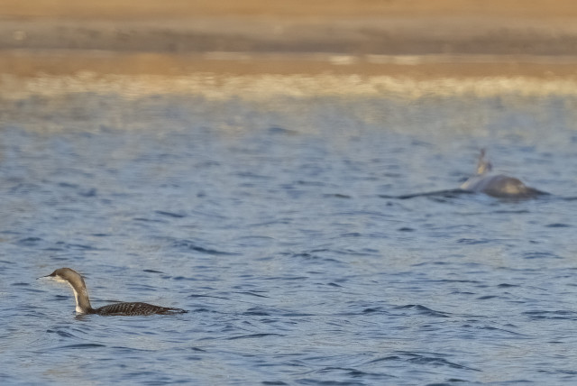   A pacific diver is seen swimming in Eilat. (credit: YOAV PERLMAN)