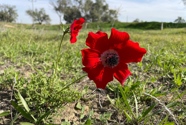  First red anemone in the western Negev. (credit: OMRI SELNER / SOCIETY FOR THE PROTECTION OF NATURE IN ISRAEL)