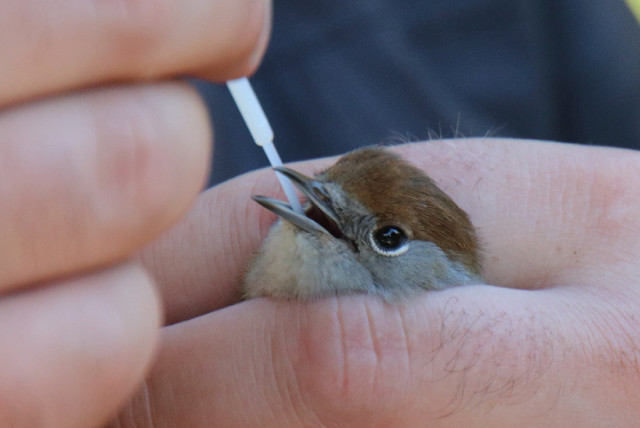  Bird receiving oral swab for West Nile virus testing. (credit: REINA SIKKEMA, CREATIVE COMMONS)