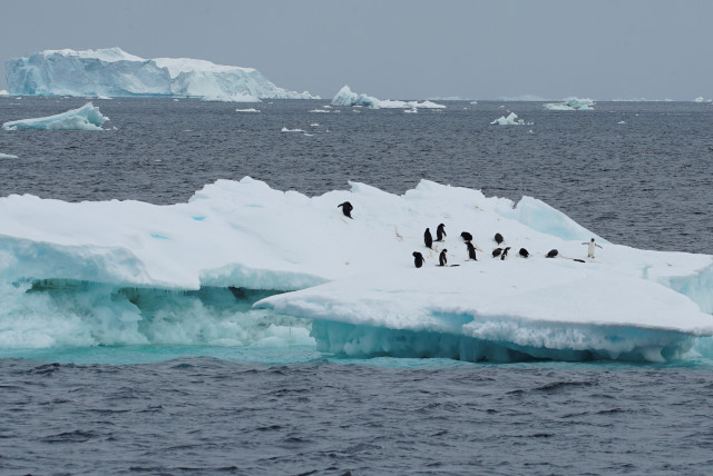  Penguins are seen on an iceberg as scientists investigate the impact of climate change on Antarctica's penguin colonies, on the northern side of the Antarctic peninsula, Antarctica January 15, 2022 (credit: REUTERS / NATALIE THOMAS)