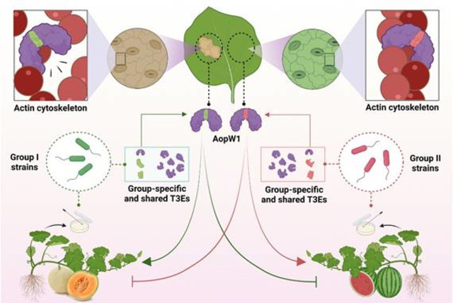 Natural variation in a short region of the Acidovorax citrulli type III-secreted effector AopW1 is associated with differences in cytotoxicity and host adaptation. (credit: Prof. Saul Burdman and colleagues)